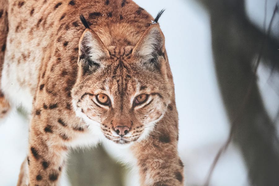 Exposition photo - Du poil de la bête - Lynx