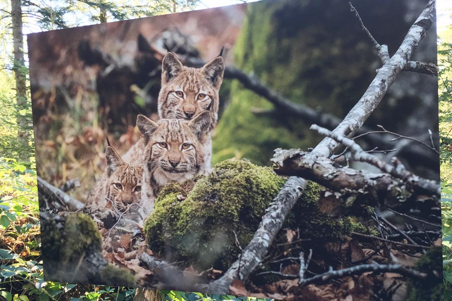 Exposition photo - Du poil de la bête - Lynx en famille